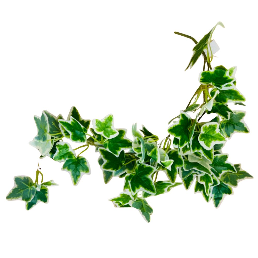 Variegated Ivy Trail (60cm)