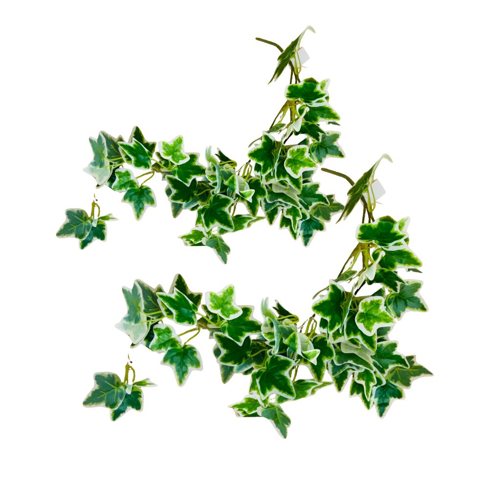 Variegated Ivy Trail Bundle of 2