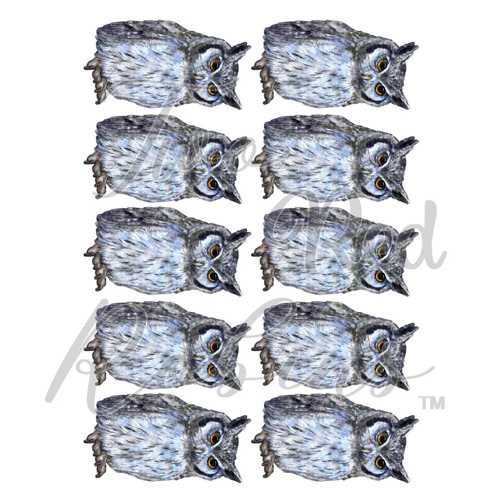 Two Red Robins Owlfred Reflections Download
