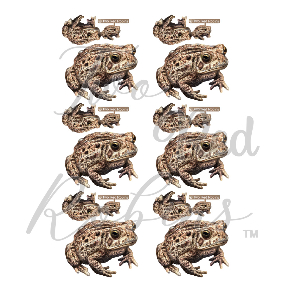 Two Red Robins Knot Of Toads Reflections Download
