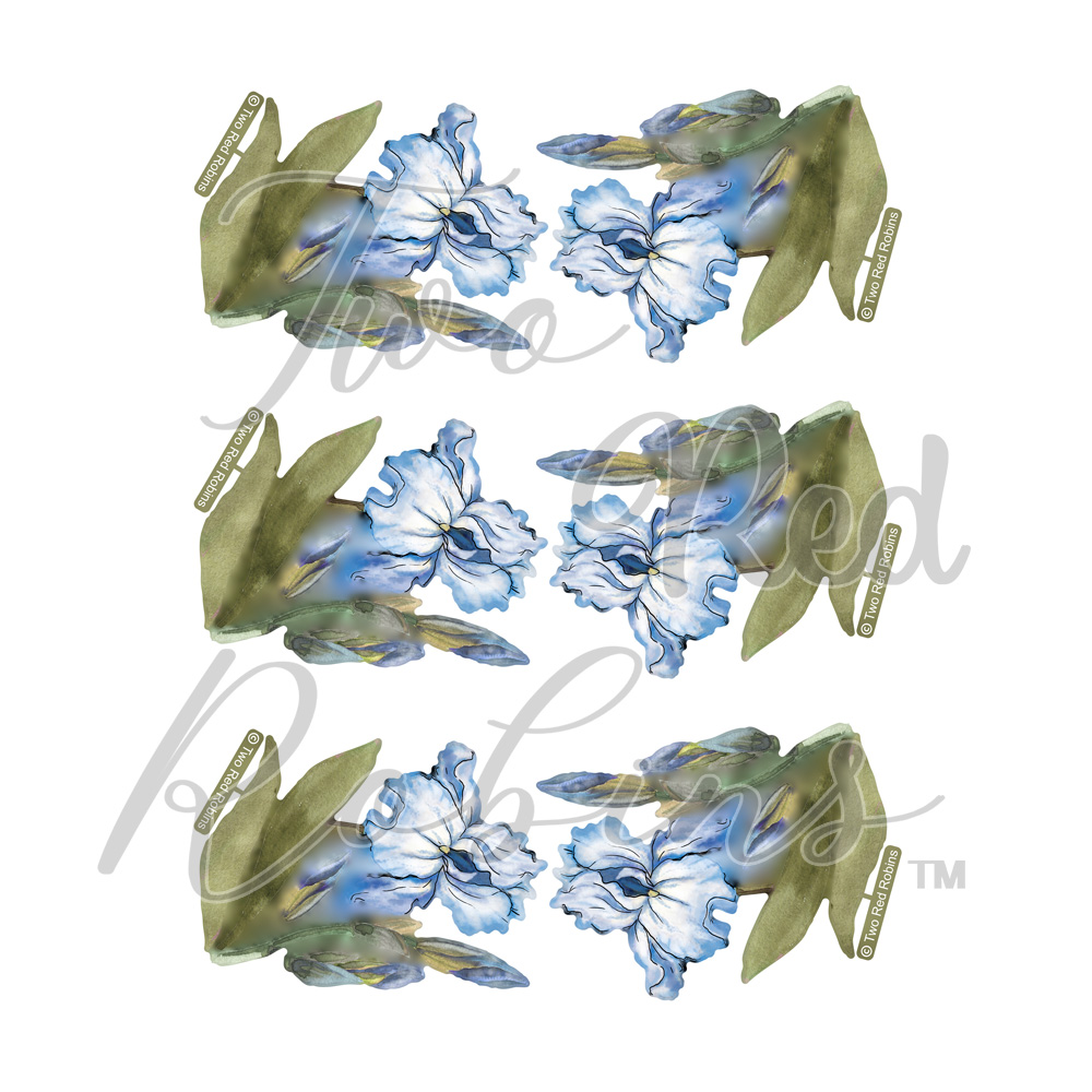 Two Red Robins Build A Bouquet Iris Reflections Download 3