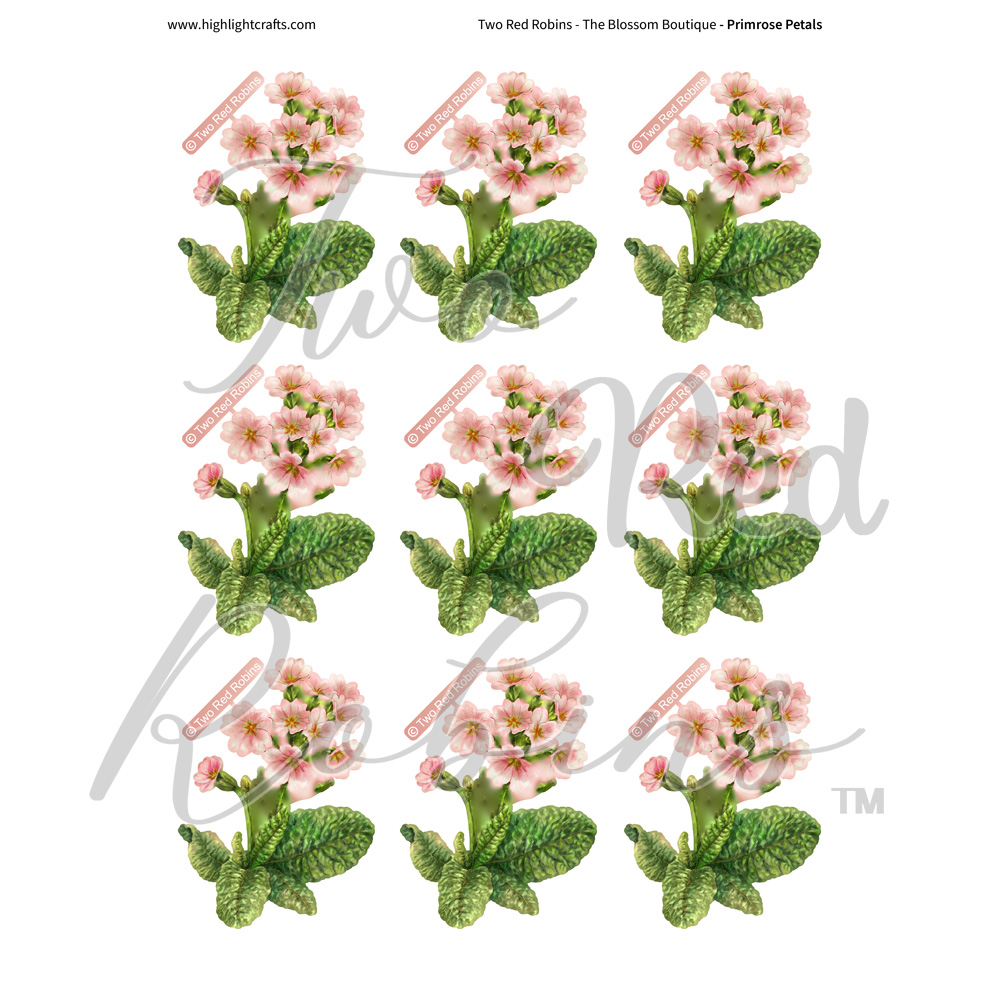 Two Red Robins Primrose Petals Reflections Download 2