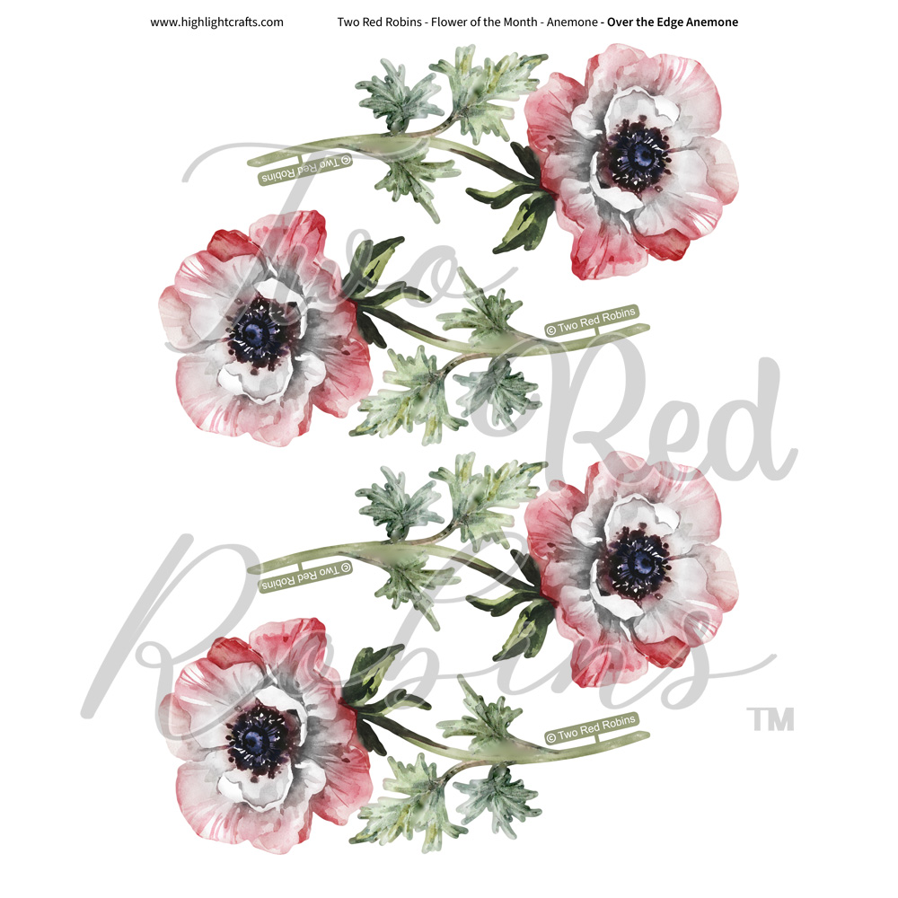 Two Red Robins Over the Edge Anemone Reflections Download 13