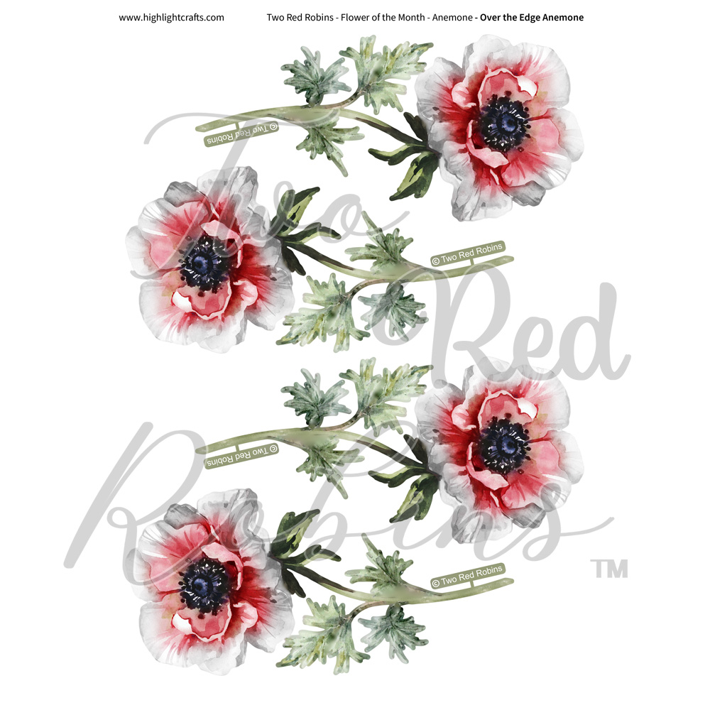 Two Red Robins Over the Edge Anemone Reflections Download 19