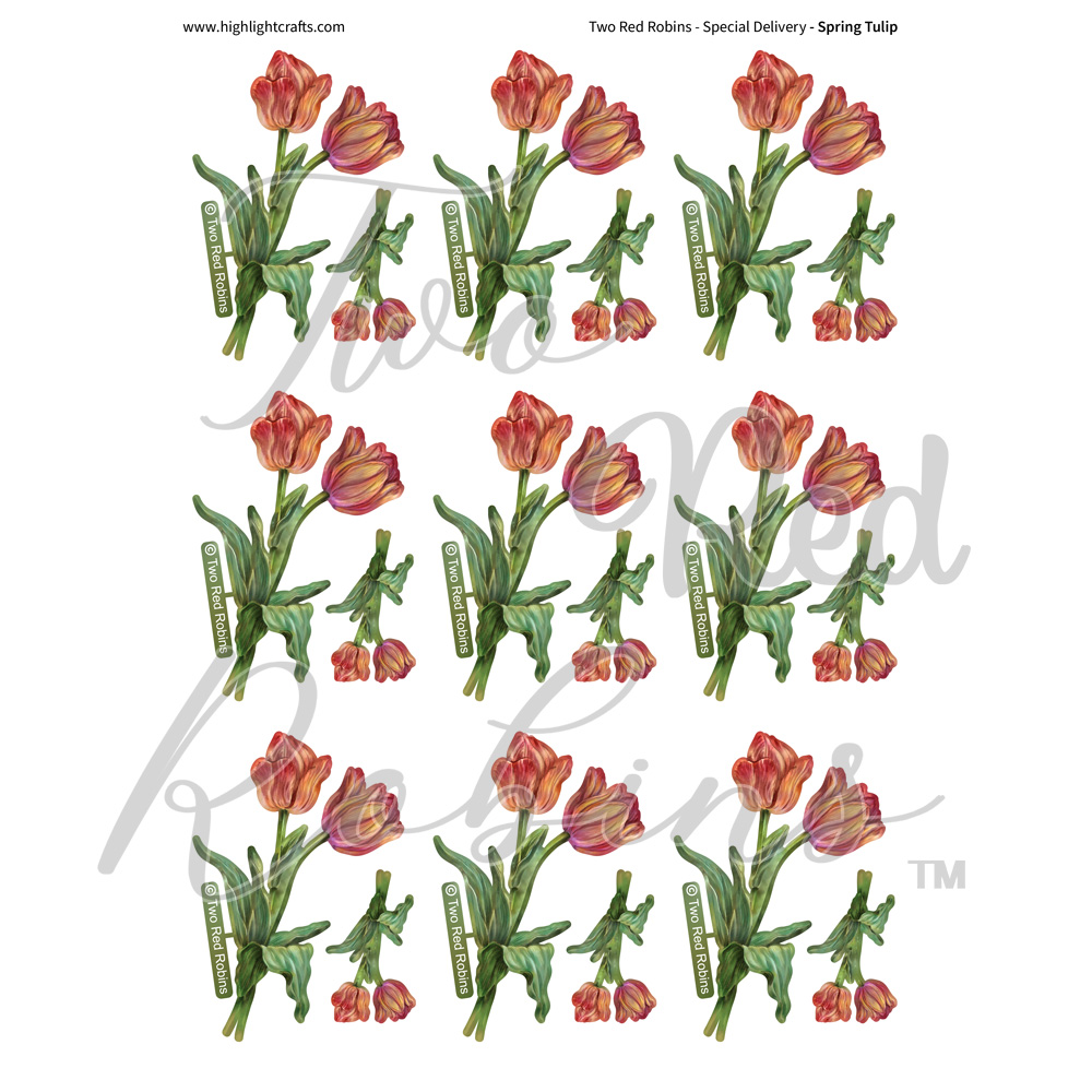 Two Red Robins Spring Tulip Reflections Download 1