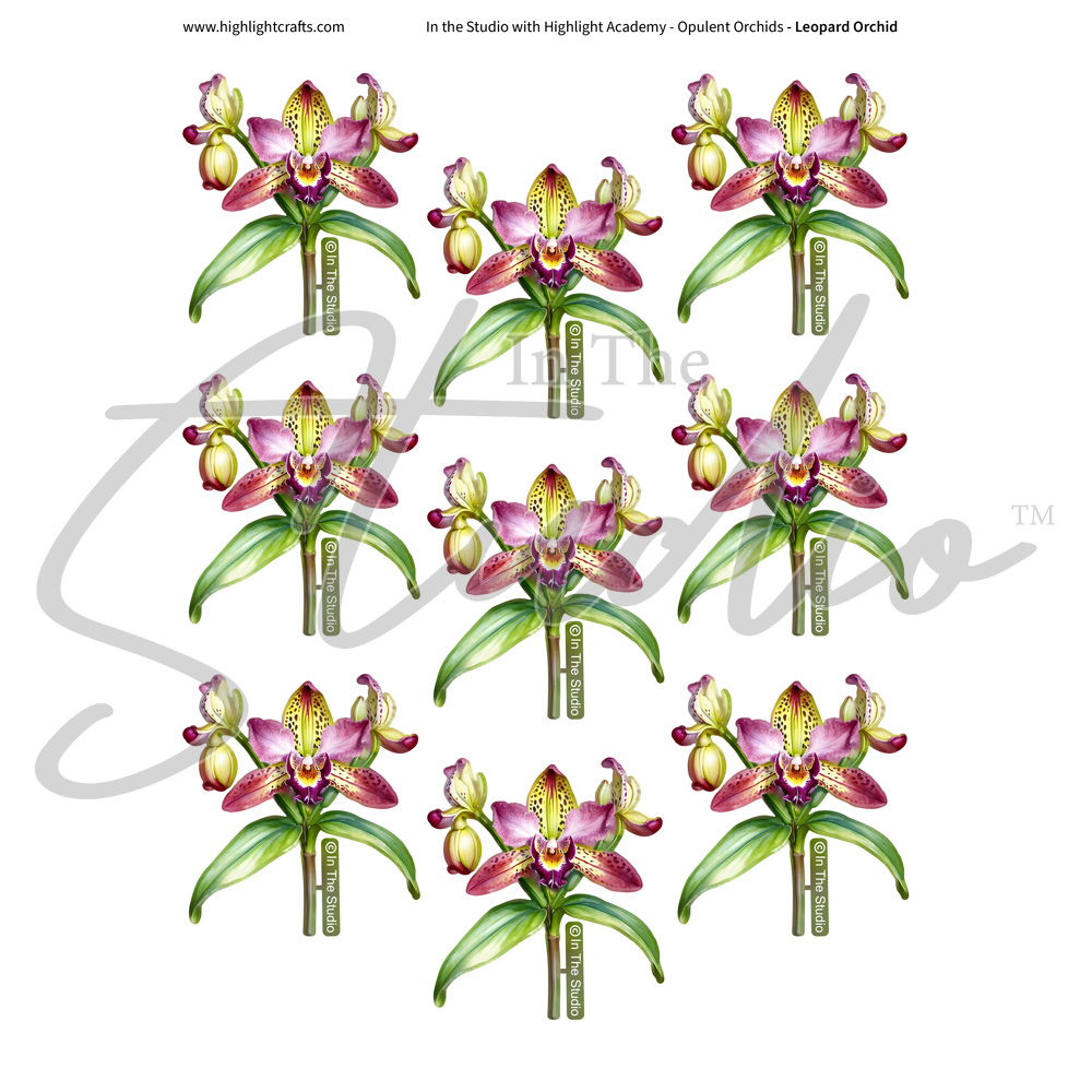 In The Studio Leopard Orchid Reflections Download
