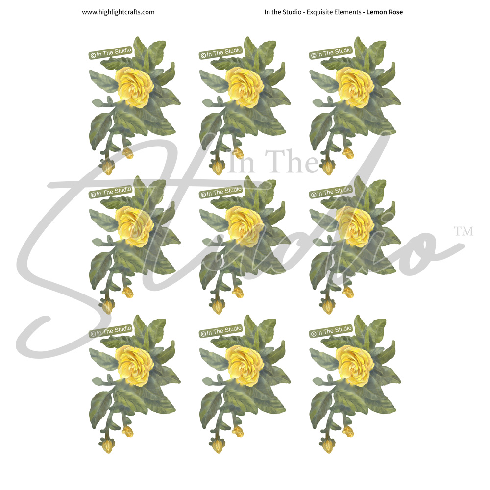 In The Studio Lemon Rose Reflections Download