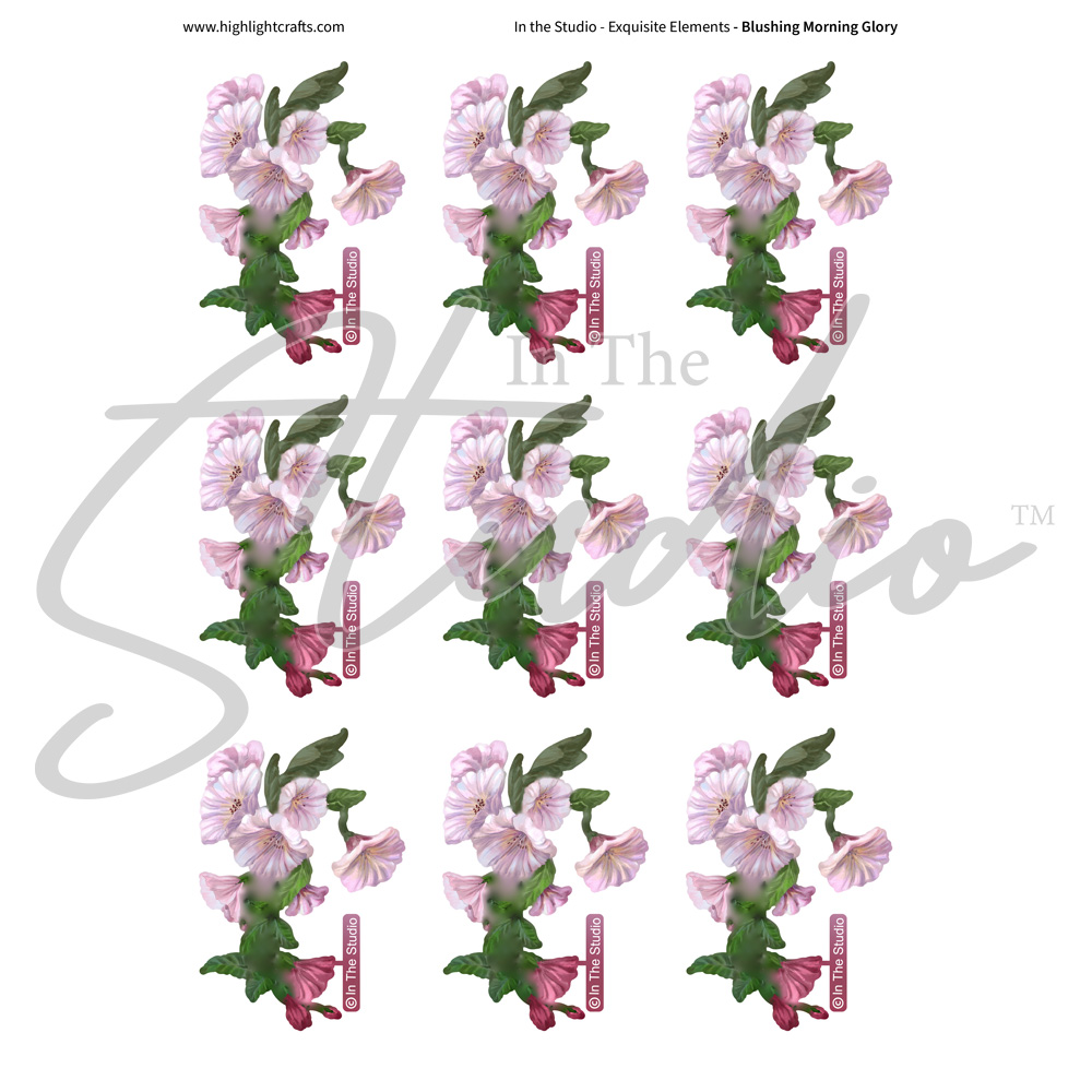 In The Studio Blushing Morning Glory Reflections Download