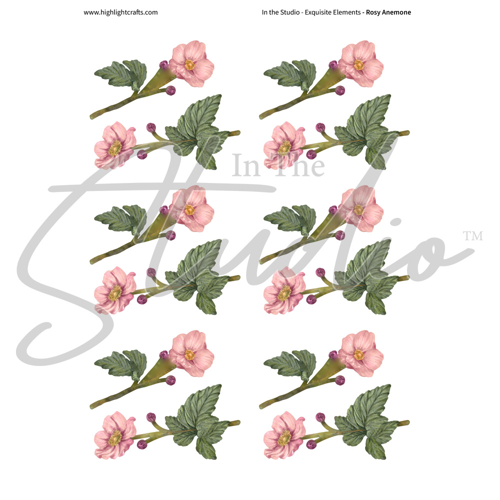 In The Studio Rosy Anemone Reflections Download