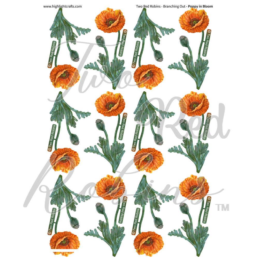 Two Red Robins Poppy in Bloom Reflections Download 2