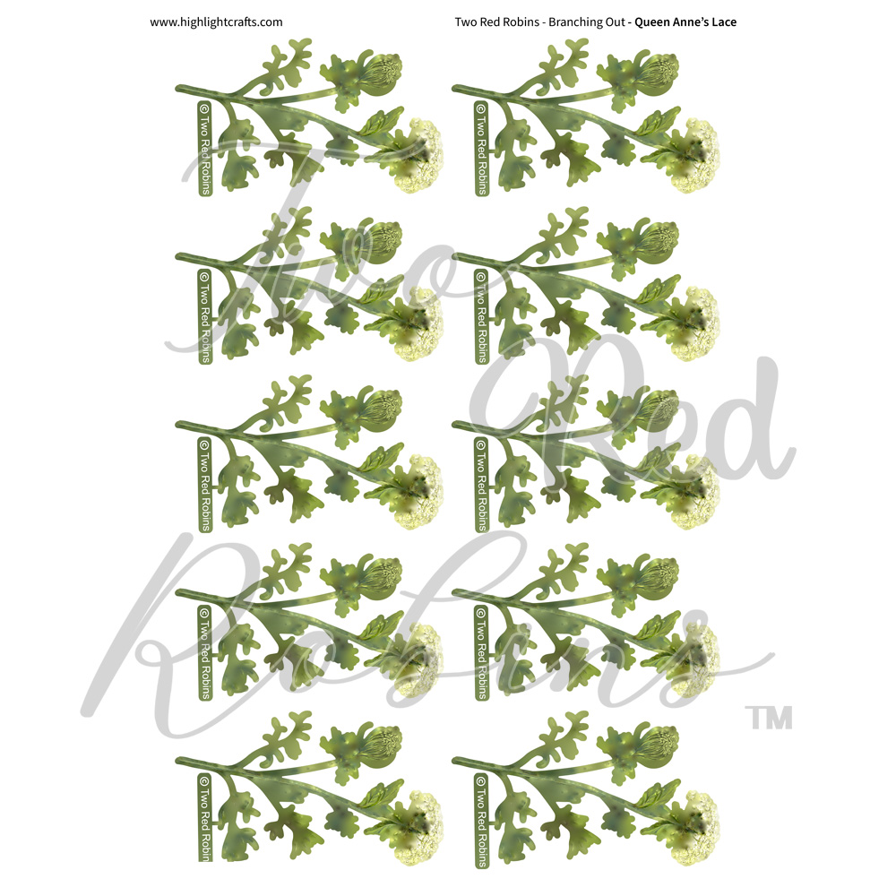 Two Red Robins Queen Anne's Lace Reflections Download