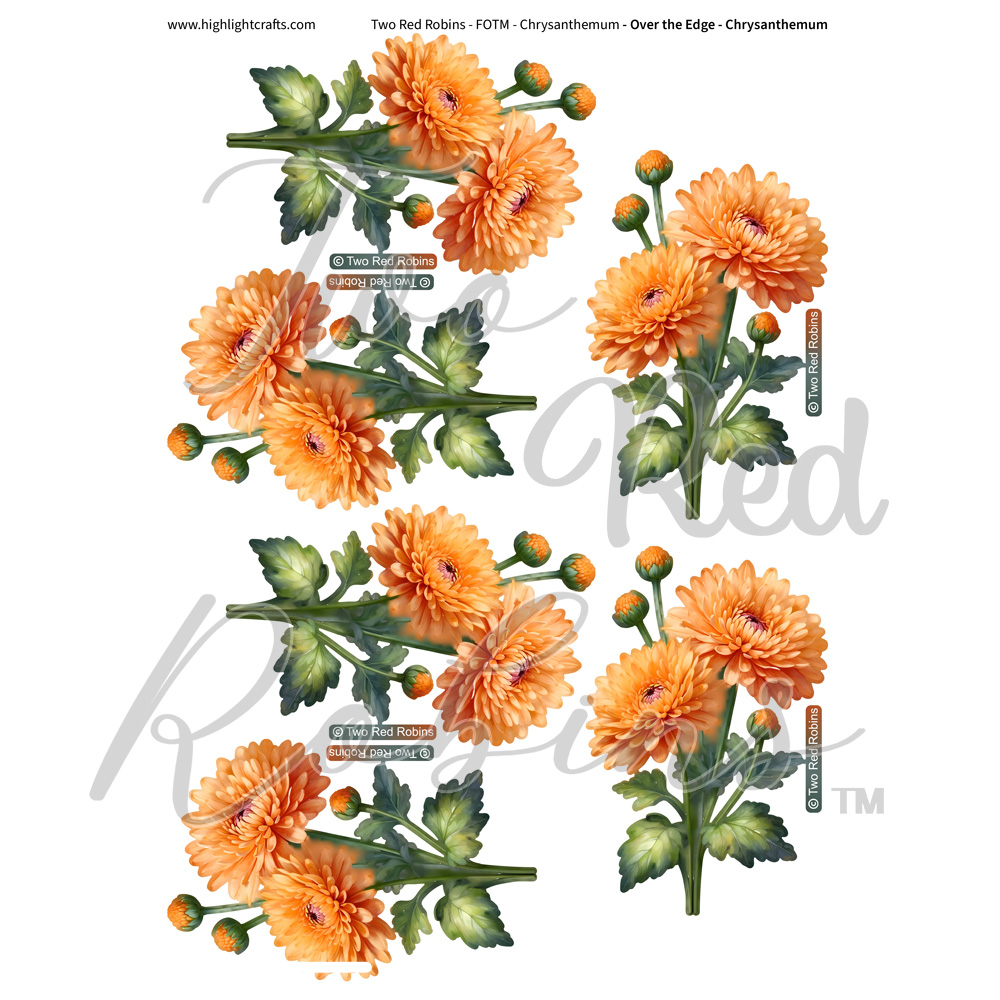 Two Red Robins Over the Edge Chrysanthemum Reflections Download 2