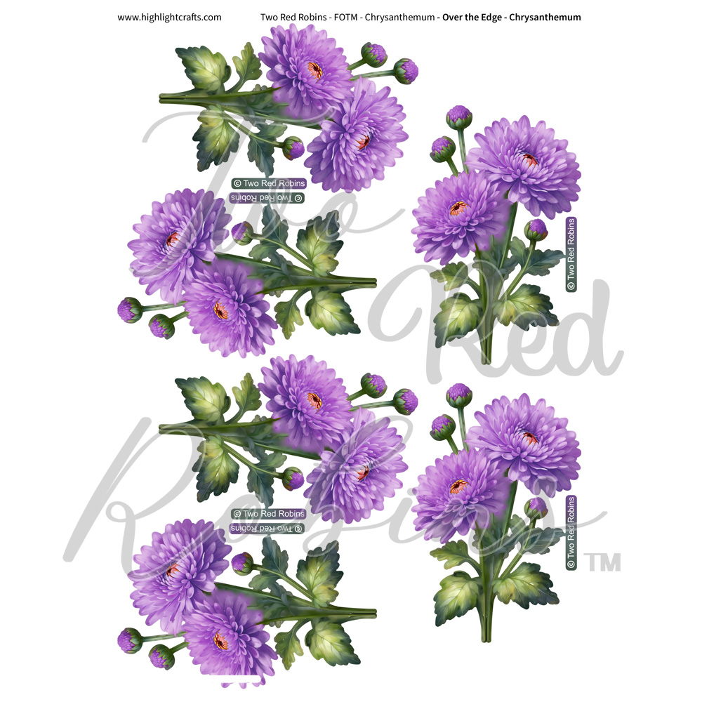 Two Red Robins Over the Edge Chrysanthemum Reflections Download 5