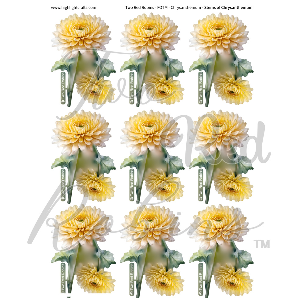 Two Red Robins Stems of Chrysanthemum Reflections Download 1