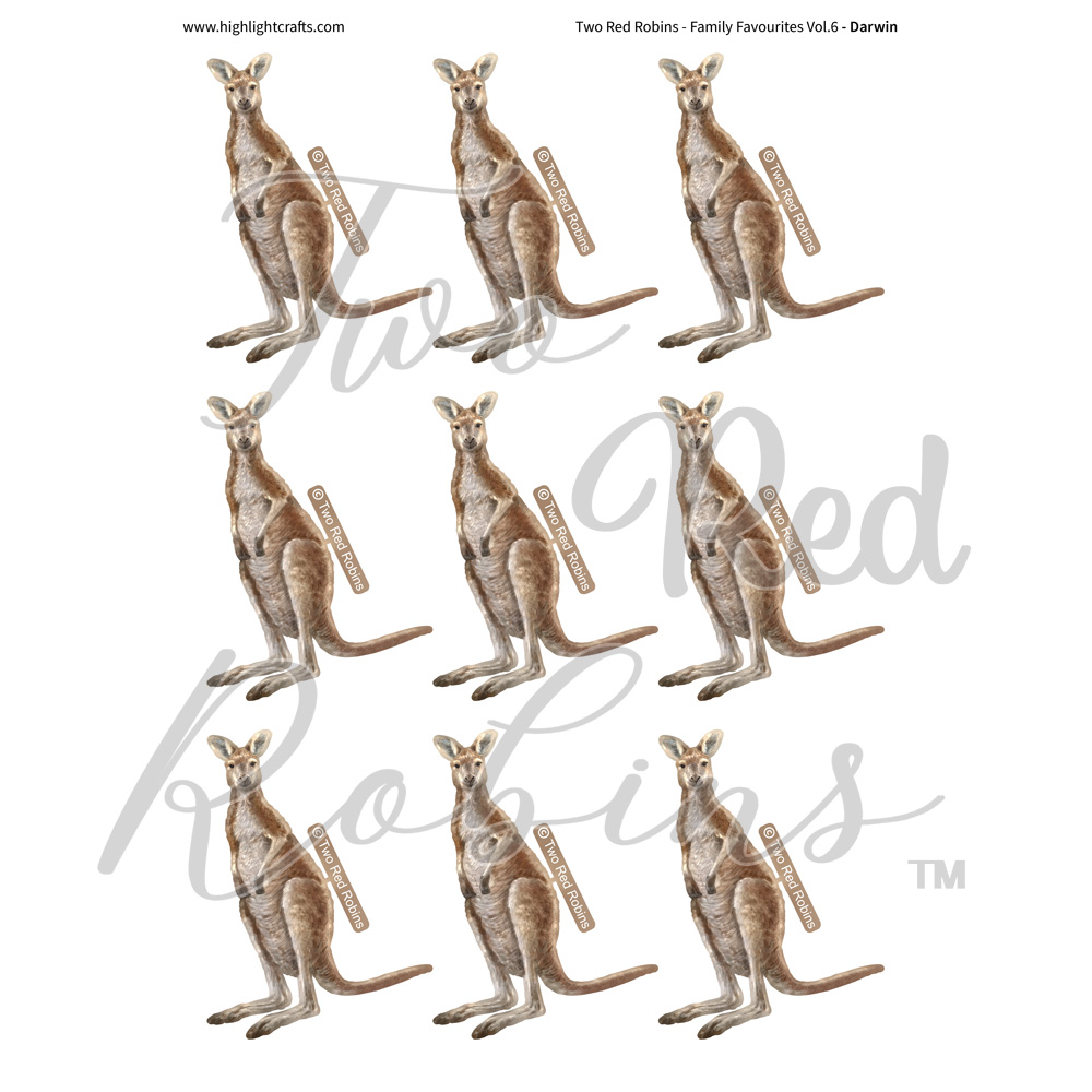 Two Red Robins Darwin Reflections Download