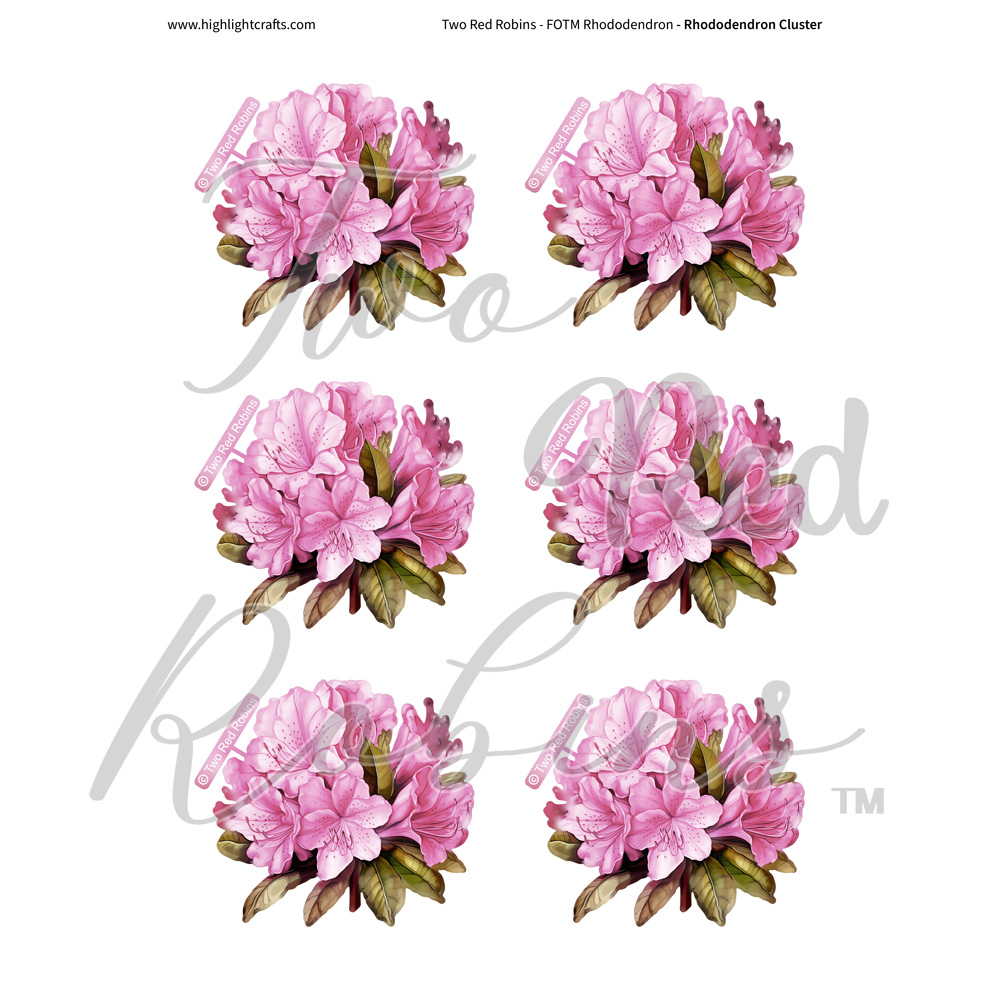 Two Red Robins Rhododendron Cluster Reflections Download 1