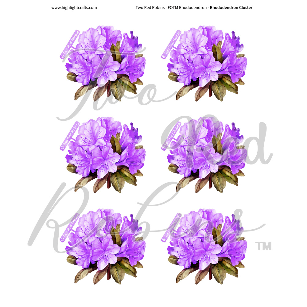 Two Red Robins Rhododendron Cluster Reflections Download 3