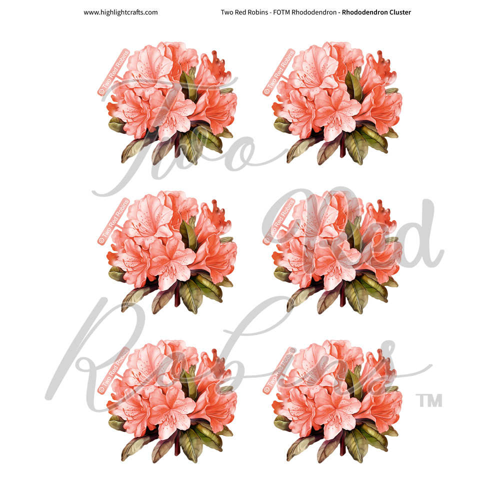 Two Red Robins Rhododendron Cluster Reflections Download 5