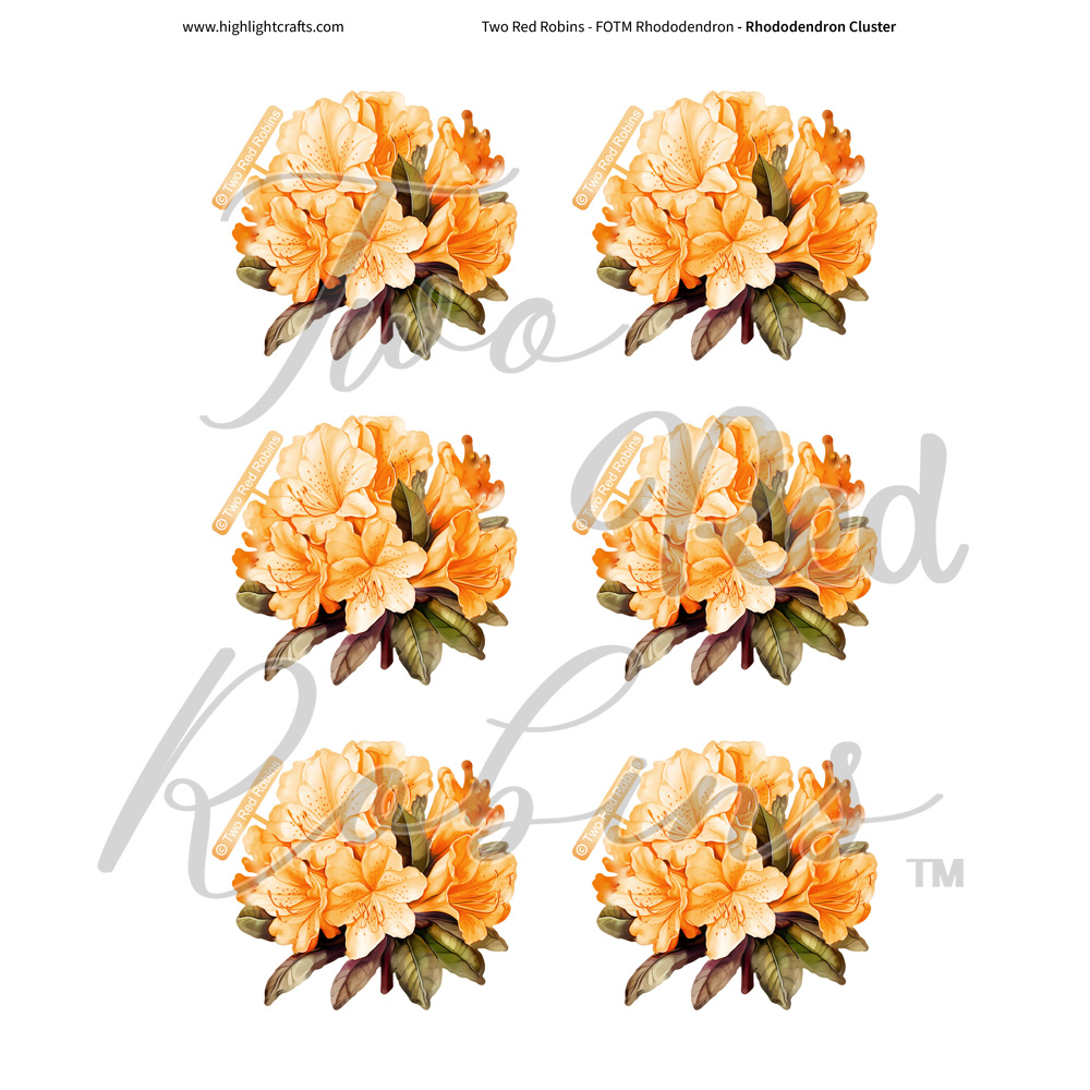 Two Red Robins Rhododendron Cluster Reflections Download 6