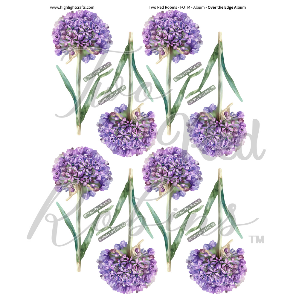 Two Red Robins Over the Edge Allium Reflections Download 1