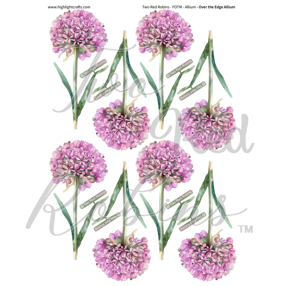 Two Red Robins Over the Edge Allium Reflections Download 4
