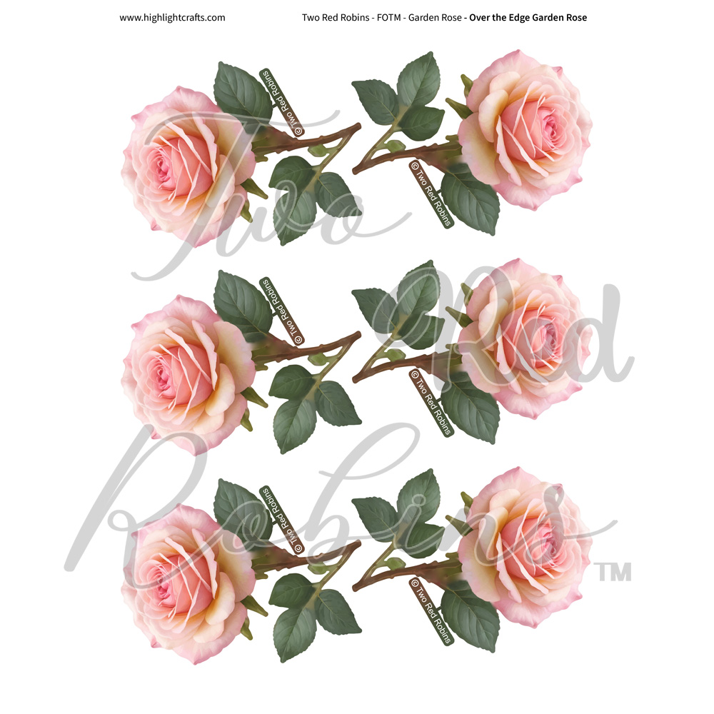 Two Red Robins Over the Edge Garden Rose Reflections Download 1