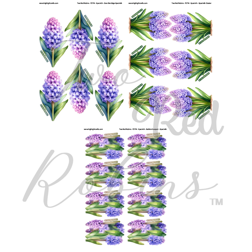 Two Red Robins Flower of the Month Hyacinth Reflections Free Download Bundle