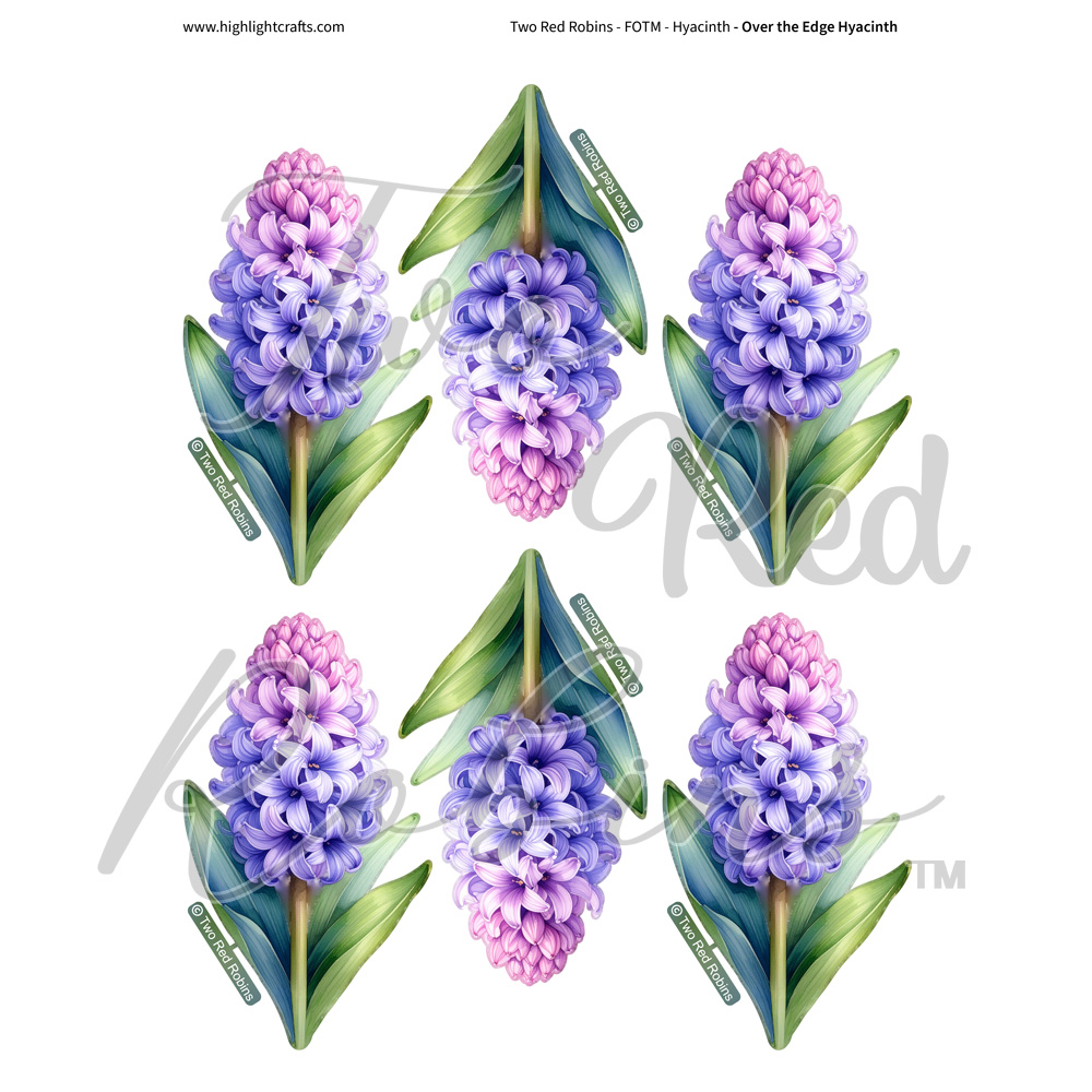Two Red Robins Over the Edge Hyacinth Reflections Download 1