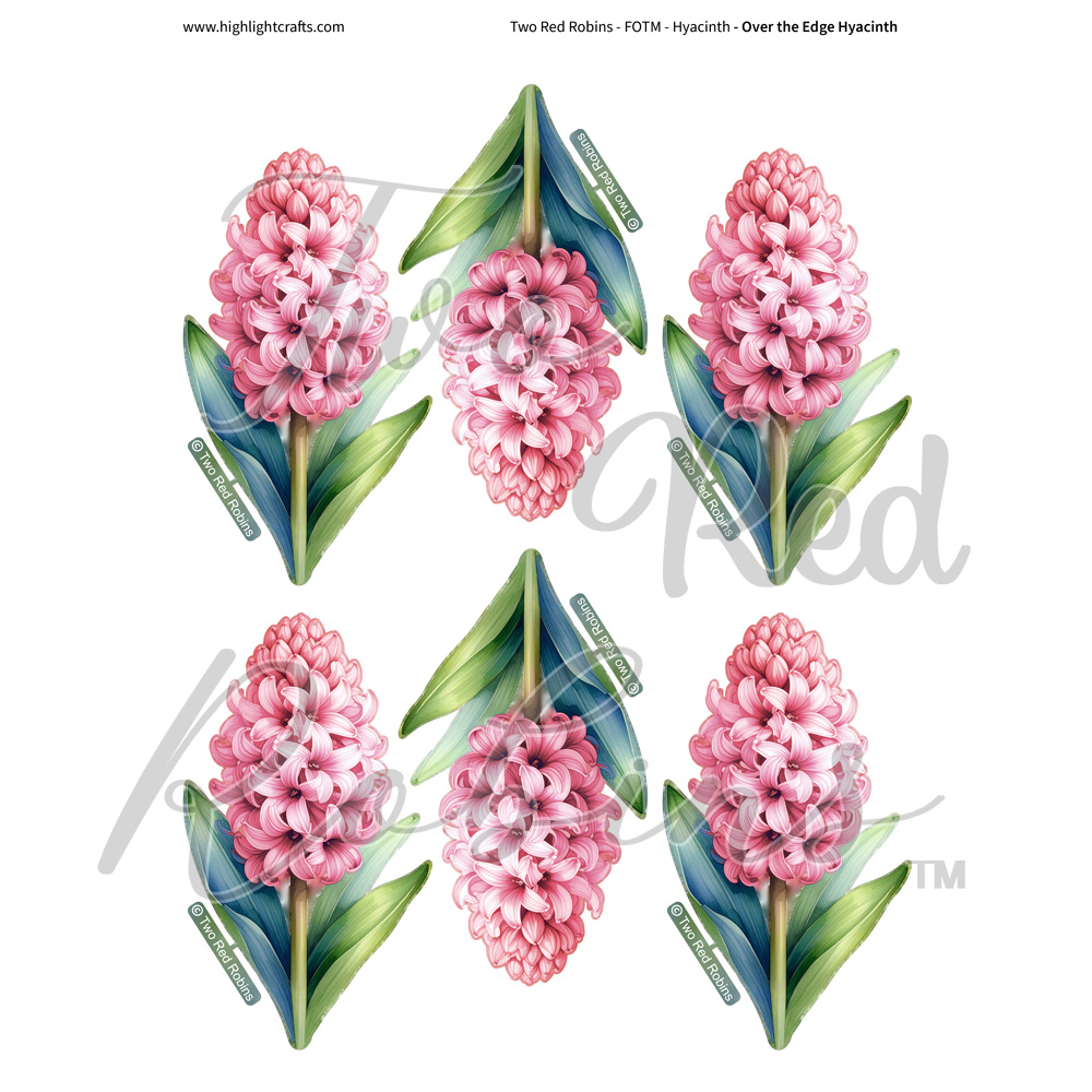 Two Red Robins Over the Edge Hyacinth Reflections Download 4