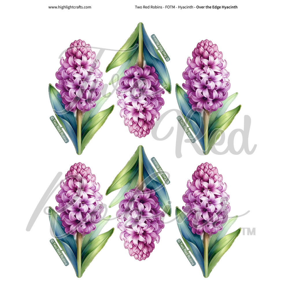 Two Red Robins Over the Edge Hyacinth Reflections Download 5