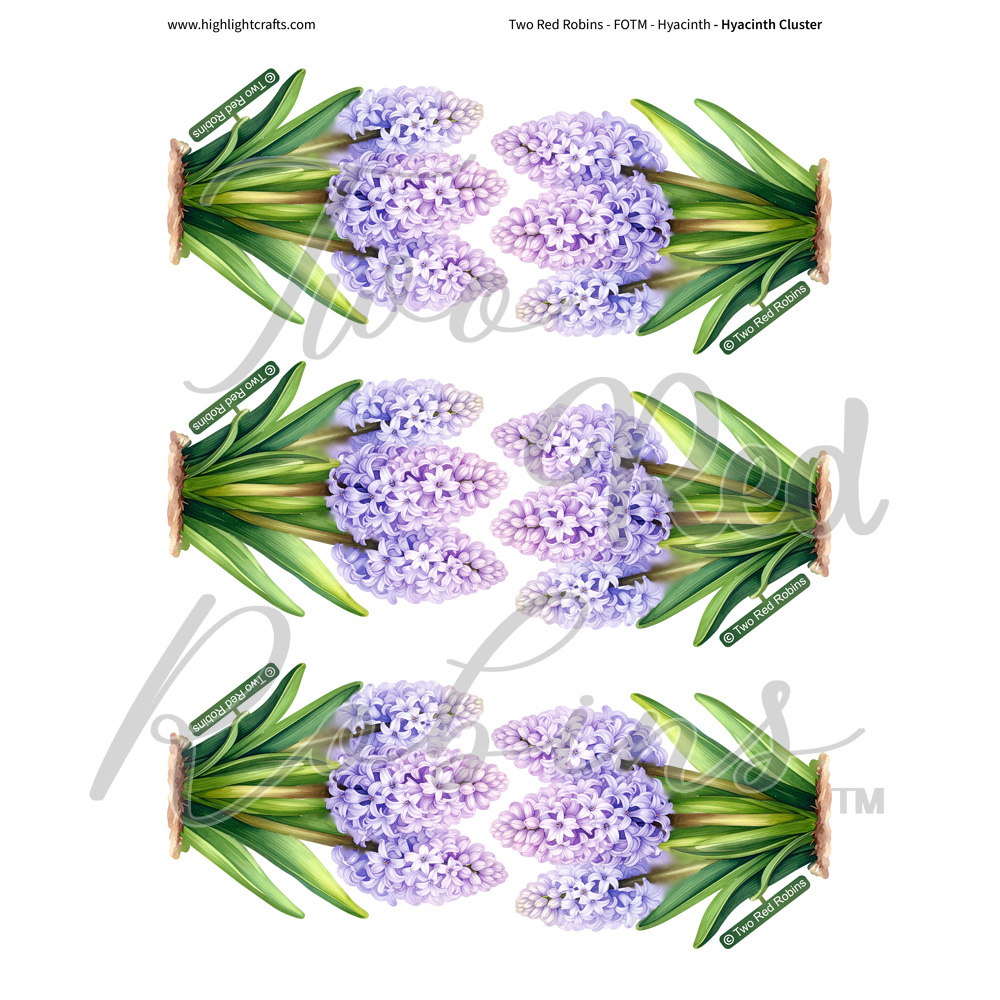Two Red Robins Hyacinth Cluster Reflections Download 2