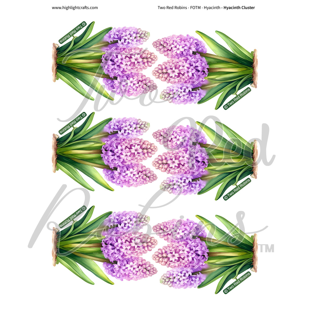 Two Red Robins Hyacinth Cluster Reflections Download 3