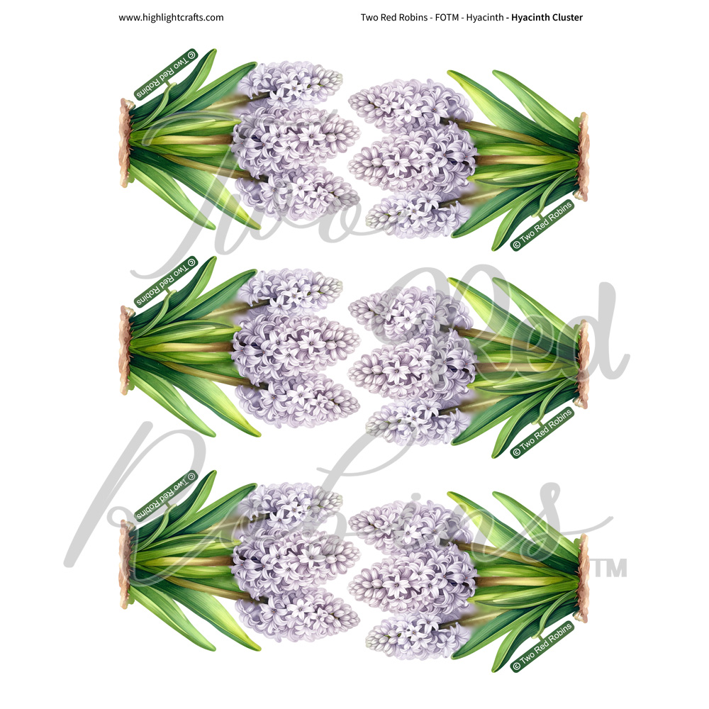 Two Red Robins Hyacinth Cluster Reflections Download 7
