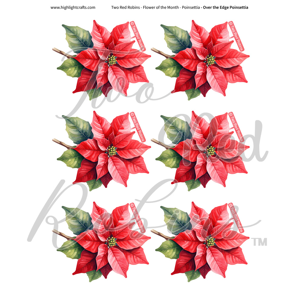 Two Red Robins Over the Edge Poinsettia Reflections Download 1