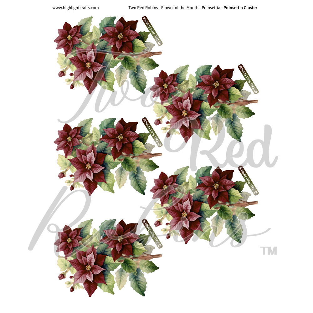 Two Red Robins Poinsettia Cluster Reflections Download 2